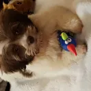 Melissa Basinger - Do Not Trust This Breeder - Photo 1 - comment #1666805