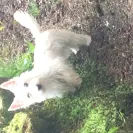 Melissa Basinger - Do Not Trust This Breeder - Photo 1 - comment #1729101