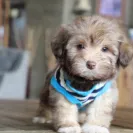 Melissa Basinger - Do Not Trust This Breeder - Photo 1 - comment #2158384