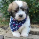 Melissa Basinger - Do Not Trust This Breeder - Photo 1 - comment #2158385