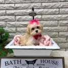 Melissa Basinger - Do Not Trust This Breeder - Photo 1 - comment #2165440