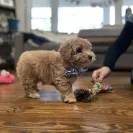 Melissa Basinger - Do Not Trust This Breeder - Photo 1 - comment #2165442