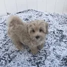 Melissa Basinger - Do Not Trust This Breeder - Photo 1 - comment #2165443