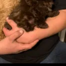Melissa Basinger - Do Not Trust This Breeder - Photo 1 - comment #2165444