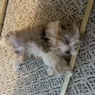 Melissa Basinger - Do Not Trust This Breeder - Photo 1 - comment #2165446
