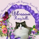BlossomRagdolls - HCM positive - Photo 1 - comment #1168868