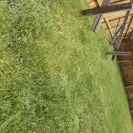 Wholesale Nursery Company - Refusal to refund - Photo 2 - comment #2029462