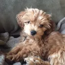 carrie sawyer - deaf tea cup poodle - Photo 1 - comment #1698268