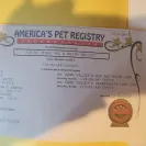 carrie sawyer - deaf tea cup poodle - Photo 1 - comment #2520006
