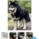 Petfinder - Irrational - Photo 1 - comment #2235674