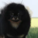 Nowland Pomeranians - Bad Dog Breeder - Photo 1 - comment #1244403