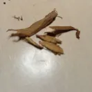 Imperial Tobacco Australia - Didn't ask any details about me - Photo 1 - comment #2554637