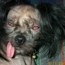 Championpups - Scam - Photo 1 - comment #1373704