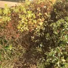 Lawn Doctor of Moorestown-Medford - Mislead Scope of Service - Photo 1 - comment #1798044
