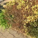 Lawn Doctor of Moorestown-Medford - Mislead Scope of Service - Photo 2 - comment #1798044