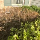 Lawn Doctor of Moorestown-Medford - Mislead Scope of Service - Photo 3 - comment #1798044