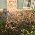 Lawn Doctor of Moorestown-Medford - Mislead Scope of Service - Photo 4 - comment #1798044