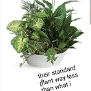 SendFlowers - stay away from this website - Photo 1 - comment #2164530