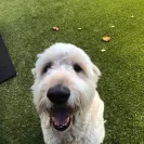 Barleycroft Kennels - Poor breeder - Photo 1 - comment #2145401