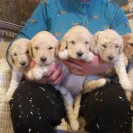 Barleycroft Kennels - Poor breeder - Photo 1 - comment #2531928