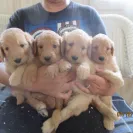 Barleycroft Kennels - Poor breeder - Photo 1 - comment #2548576