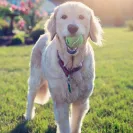 Barleycroft Kennels - Poor breeder - Photo 1 - comment #2554136