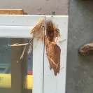 Andersen Windows & Doors - Rotting wood in the windows - Photo 2 - comment #1713789