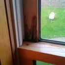 Andersen Windows & Doors - Rotting wood in the windows - Photo 1 - comment #2134555