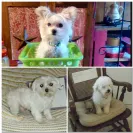 Pampered Pups - sick puppy - Photo 1 - comment #1709958