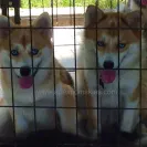 Apex Pomskies - Bad breeders - Photo 1 - comment #1468678