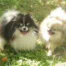 Apex Pomskies - Bad breeders - Photo 2 - comment #1468678