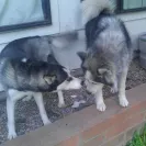 Apex Pomskies - Bad breeders - Photo 3 - comment #1468678