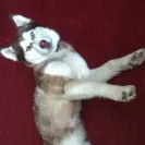 Apex Pomskies - Bad breeders - Photo 4 - comment #1468678