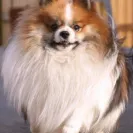 Apex Pomskies - Bad breeders - Photo 5 - comment #1468678