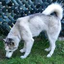Apex Pomskies - Bad breeders - Photo 6 - comment #1468678