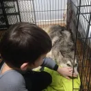 Apex Pomskies - Bad breeders - Photo 7 - comment #1468678
