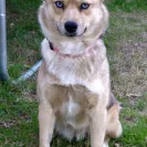 Apex Pomskies - Bad breeders - Photo 8 - comment #1468678