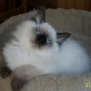 Zbiddy.com - Fake auctions - Photo 1 - comment #1313389