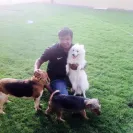 pet-ho-licks - Parvo Infested Shop - Photo 1 - comment #1673408