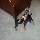 Banfield Pet Hospital - killed my dog! - Photo 1 - comment #2522361