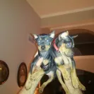 Banfield Pet Hospital - killed my dog! - Photo 2 - comment #2522361