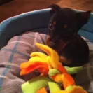 Banfield Pet Hospital - killed my dog! - Photo 3 - comment #2522361