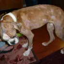 PuppyFind - scam - Photo 1 - comment #1425144