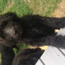 Angela's Schnoodles - Puppy not as advertised &ndash; Breeder not trustworthy - Photo 1 - comment #1365716