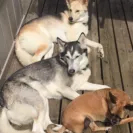Northern Lights Dog Rescue - Ignorant staff - Photo 1 - comment #2010466