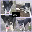 Northern Lights Dog Rescue - Ignorant staff - Photo 1 - comment #2080388