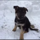 Briarbrook Kennel - Puppy Mill - Photo 1 - comment #1780457