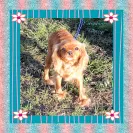 Kingdom Cavaliers and Rescue - Unethical breeder, unprofessional - Photo 1 - comment #1417004