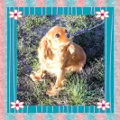 Kingdom Cavaliers and Rescue - Unethical breeder, unprofessional - Photo 2 - comment #1417004