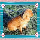 Kingdom Cavaliers and Rescue - Unethical breeder, unprofessional - Photo 3 - comment #1417004